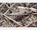 Bild: bsc
Sechs Beine, zwei Fühler und enormer Arbeitseifer: Die kleinen Insekten erfüllen eine wichtige Rolle im Ökosystem Wald.