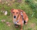 Bild: soj
Auch für Mischlingshund Rudi, der im Ortsteil Grünlas sein Zuhause hat, wird sein Herrchen ab 2022 fünf Euro mehr an Hundesteuer zahlen müssen. Umgerechnet sind das 42 Cent im Monat.