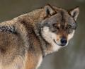 Bild: Boris Roessler/dpa
Der Wolf ist mal wieder zu einem Politikum geworden.