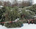 Bild: Wolfgang Steinbacher
Diesen mit Flatterbändern gekennzeichneten Bereich auf dem Dultplatz bot die Stadt allen Ambergern an, die ihren Weihnachtsbaum legal entsorgen wollten. Zu Beginn dieser Woche wurden die Bäume abgeholt.