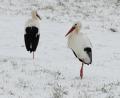 Bild: Gerhard Büttner
Unbeabsichtigt gut getarnt, scheinen die beiden Störche auf der Schneewiese bei Rothenstadt zu stehen.