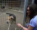 Symbolbild: Kunz
Im Moment leben nur wenige Hunde im Tierheim. Über Spenden werden unter anderem deren Futter- und Tierarztkosten bezahlt.