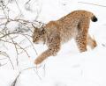 Bild: Norbert Schreiber/exb
Der Luchs fühlt sich zu allen Jahreszeiten im Steinwald und im Fichtelgebirge zu Hause.