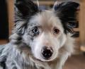 Bild: Ramona Frey
Border-Collie-Hündin Jolly hat wohl 2000 Euro auf dem Gewissen.