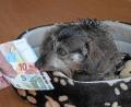 Symbolbild: Gabi Schönberger
Nach 19 Jahren hat der Stadtrat die Hundesteuer erhöht.