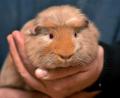 Bild: Stephan Huber
Nahe Waldhaus an einem Parkplatz entdeckten Spaziergänger in einem Wasserablaufrohr dieses kleine Meerschweinchen. Die Frage stellt sich. Wem gehört es und wie kam es an diesen Ort?