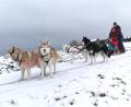 Bild: Portner
Fast wie in Skandinavien: Andrea Weinsteiger bietet bei ausreichender Schneelage Husky-Schlittenfahrten in der Gemeinde Thanstein an.