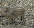 Archivbild: sr
Süß, so ein einzelner Frischling. In den Wäldern des Landkreises sollen es aber ja nicht zu viele werden, denn die Tiere können relativ leicht die Afrikanische Schweinepest verbreiten.