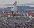 Bild: Stadt Pfreimd/exb
Der Storch ist am Samstag gesichtet worden: Dank Webcam der Stadt bietet sich nicht nur ihm ein reizvolles Stadtpanorama.