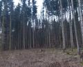 Bild: Julian Sauter/Bayerische Staatsforsten/exb
Fichten haben im Revier Sulzbach mit den Folgen des Klimawandels zu kämpfen und werden häufig Opfer des Borkenkäfers. In der Unteren Wagensaß gibt es daher viele Kahlflächen, so genannte Käferlöcher.