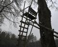 Bild: Gabi Schönberger
Die Jäger sollten öfter auf ihren Hochsitzen Stellung beziehen und mehr Wild schießen. Das ist das Ergebnis des neuen Vegetationsgutachtens für den Bereich Landkreis Neustadt/WN und Weiden. Der Wildverbiss hat zugenommen. In vielen Revieren sollten die Abschusszahlen deshalb erhöht werden.