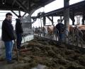 Bild: kaz
Ein Futterroboter verteilt die Silage im Stall von Biolandwirt Stefan Koschta. Auf seinem Betrieb arbeiten Auszubildender Jakob Albersdörfer und Sohn Raphael (von links), ebenfalls Landwirt, mit.