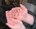 Bild: pop
Mitglieder des Fischereivereins Schmidmühlen haben in der Lauterach 20.000 Bachforelleneier ausgesetzt. Wie viele der kleine Fische es bis ins Erwachsenenalter schaffen, ist ungewiss.