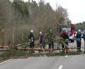 Bild: gf
Auf der Staatsstraße 2164 nahe der Abzweigung nach Aichazandt im Waldgebiet Wagensaß streifte ein umstürzender Baum ein Auto. Die Feuerwehr musste den Baum zersägen, damit die Straße wieder für den Verkehr freigegeben werden konnte.