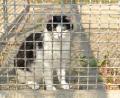 Bild: hcz
Diese Katze ist im Tierheim gelandet. Die eingefangenen Tiere aus Untersteinbach werden allerdings nach der Kastration wieder in die Freiheit entlassen. Sie sollten sich dann aber zumindest nicht mehr vermehren können.