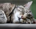 Bild: Martin Gerten/dpa
Eine Katze wurde im Landkreis Regensburg angeschossen.