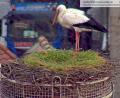 Screenshot: Webcam Stadt Weiden 
Allem Wind und Wetter zum Trotz: Der Storch in Weiden ist zurück.