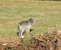 Bild: Anja Flach/exb
Am 21. Februar entdeckte Anja Flach in Thumsenreuth einen Wolf.