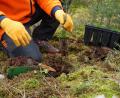 Bild: dob
Eine kleine Baumpflanze wird in den frischen Waldboden eingesetzt: Dabei gibt es einiges zu beachten, dass daraus ein starker Baum entstehen kann. Interessierte sind deshalb zu einer kostenlosen Vorführung in Vohenstrauß und Leuchtenberg eingeladen.