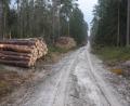 Bild: fz
Im Schinderbühl im Altenstädter Wald, aber auch im Dachsbau sind die Waldwege für Spaziergänger und Freizeitsportler nicht mehr passierbar. Insgesamt 7500 Kubikmeter Holz lagern hier bis zur Abholung.