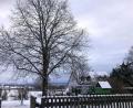 Bild: wro
Die 40 Jahre alte Linde am Spielplatz an der Gartenstraße wird nicht gefällt. Darauf einigten sich die Markträte in ihrer aktuellen Sitzung.
