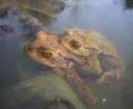 Bild: U. Meßlinger/exb
Huckepack ins Laichgebiet? Für viele Amphibien blockieren Straßen den Weg in bewährte Gewässer. Deshalb hilft der Bund Naturschutz nach mit Amphibienzäunen und Fangeimern, die sicherstellen, dass die Tiere auch lebend am Ziel ankommen.