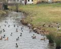 Bild: sgö
Enten-Hotspot Etzelbach: Gegen die Fütterung des Wildgeflügels durch Anwohner wendet sich nun der Gemeinderat.