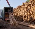 Bild: Thomas Frey/dpa
Die Preise für Holz sind im vergangenen Jahr deutlich gestiegen - besonders für Fichten.