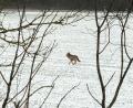 Bild: Jessica Sauermann /exb
Ein Wolf ist kürzlich in der Nähe des Industriegebietes Schafhof bei Ebermannsdorf über ein Feld gelaufen.