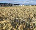 Archivbild: Götz
Ein Getreidefeld bei Wackersdorf. Steigende Preise bestimmen derzeit die Lage auf den Weltmärkten. Gleichzeitig steigen die Produktionskosten.