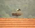 Bild: amö
Auf dem Scheunendach der Kunschirs klappert es wieder. Der Storch ist zurückgekehrt.