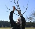 Bild: Petra Hartl
Auf einer Streuobstwiese bei Wickenricht zeigt Fachmann Armin Heuberger, wie man den Obstbaumschnitt richtig macht.