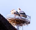Bild: idu
Die Pressather Störche beziehen das Nest am Pfarrheim.