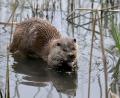 Bild: Soeren Stache/dpa
Ein Kilo Fisch pro Tag frisst so ein Otter. Die einst vom Aussterben bedrohten Tierart richtet enorme Schäden an, beklagen Teichwirte.
