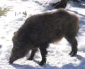 Bild: Wildpark Mehmeisel
Das Wildschwein, das früher "Putin" hieß.