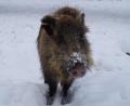Archivbild: gis
Nach rund drei Jahre erhält Wildschwein „Putin“ einen anderen Namen.