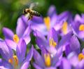 Bild: Arne Dedert/dpa
Viele Frühlingsblüher, wie Tulpen, Schneeglöckchen, Märzenbecher, Krokusse (im Bild) und Winterlinge fühlen sich unter den Wildsträuchern wohl. Man kann sie jetzt bereits einplanen.