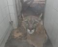 Bild: Auffangstation für Reptilien München
Die Puma-Dame Penelope wird nach ihrer Entdeckung in einer Holzkiste im Auto eines Schmugglers in der Auffangstation für Reptilien München untergebracht.