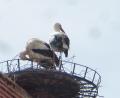 Bild: mad
Zwei Störche im Nest auf dem Schwarzhofener Kirchendach.