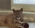 Bild: Jürgen Prölß
Neugierig beobachtet der Puma die Besucher in der Auffangstation für Reptilien in München.
