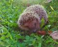 Bild: ubb
Es ist Aufwachzeit im Garten: Wer Igel bereits jetzt entdeckt, muss nicht sofort tätig werden. Sie kommen gut allein zurecht, außer sie wirken entkräftet oder krank. Dann kann ein Tierarzt gefragt werden, was zu tun ist.