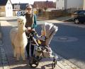 Bild: dob
Leander, der Alpakahengst von Evi Scheinkönig, begleitet den kleinen Marlo auf der Spazierfahrt durch Altenstadt. Ein Trio, das jedenfalls Aufmerksamkeit auf sich zieht.