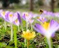 Symbolbild: Ole Spata/dpa
Eine Biene fliegt über eine Wiese mit Krokussen.