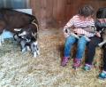 Bild: rfi
Große Freude bereitet der tierische Zuwachs auch Daniel Hüttls Tochter Marie (rechts) und deren Freundin Martha (links).