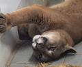 Bild: Sven Hoppe/dpa
Puma Pele liegt im Exotenhaus der Auffangstation für Reptilien München e.V. in einem Gehege. Den ausgewachsenen Puma hat die Polizei bei der Kontrolle eines Autos in der Oberpfalz entdeckt.