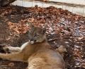 Bild: Sandra Giltner
Der geschmuggelte Puma von Neunburg in seinem Gehege in der Auffangstation für Reptilien München.