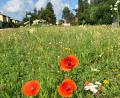 Bild: Tobias Reitmeier/exb
Schon vergangenes Jahr wurde in Schwarzenfeld eine kleine Blühfläche neben dem Spielplatz Flora angelegt. Im Rahmen des Blühpakts Bayern sollen jetzt noch gut 1000 Quadratmeter Blühfläche mehr entstehen.