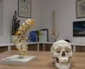 Bild: Marie Ehras
Das Thema Wirbelsäulenerkrankungen ist ein Schwerpunkt der neurochirurgischen Praxis im Ambulanten Zentrum. Hier ein Blick in das Behandlungszimmer von Neurochirurg Marc Wenzl.