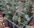 Bild: Michael Forster/Bayerische Staatsfosten/exb
Die heimische Weißtanne ist mit ihrer Pfahlwurzel der Fichte im Klimawandel überlegen. Da junge Tannen für Wild ein Leckerbissen sind, werden diese mit einem weißen Verbissschutzmittel auf Basis von Schaffett geschützt.