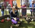Bild: Petra Hartl
Die Siekids haben momentan einen Kindergarten im Kindergarten: Im Außengelände gibt es ein Gehege für die rund 30 Küken, deren Entwicklung vom Ei bis zum Schlüpfen die Kinder miterleben durften.